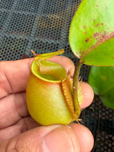 Load image into Gallery viewer, N.bicalcarata x ampullaria - Wholesale Lot of 15