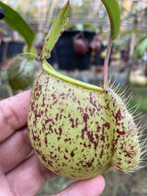 Load image into Gallery viewer, N. (viking x Hookeriana) x ampullaria - Specimen 4