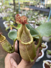 Load image into Gallery viewer, N. veitchii 'Bario'