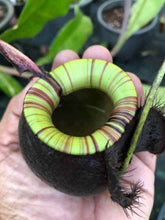 Load image into Gallery viewer, N.(viking x ampullaria) x ampullaria 'Black Miracle'