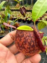 Load image into Gallery viewer, N. ampullaria - XL Vining Specimen