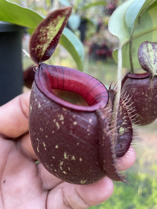 N. (viking x Hookeriana) x ampullaria - Specimen 2 – Red Barn