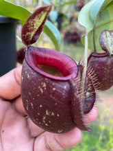 Load image into Gallery viewer, N. (viking x Hookeriana) x ampullaria - Specimen 2