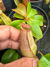 Load image into Gallery viewer, N. northiana x truncata - Wholesale Lot of 10
