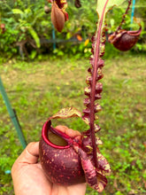 Load image into Gallery viewer, N. mirabilis var. 'Trang-Bizarre' x (viking x ampullaria)
