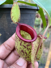 Load image into Gallery viewer, N. (viking x Hookeriana) x ampullaria - Specimen 1