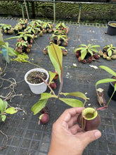 Load image into Gallery viewer, N.(viking x ampullaria) x ampullaria 'Black Miracle'