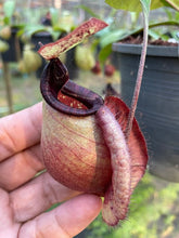 Load image into Gallery viewer, N.rafflesiana 'Nivea' x (viking x ampullaria) - Specimen 2