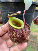 Load image into Gallery viewer, N. (viking x Hookeriana) x ampullaria - Specimen 6