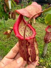 Load image into Gallery viewer, N.suratensis x (boschiana x veitchii)