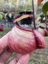 Load image into Gallery viewer, N.viking x (viking x ampullaria) - Specimen 1