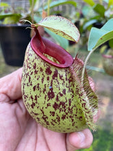 Load image into Gallery viewer, N. (viking x Hookeriana) x ampullaria - Specimen 8