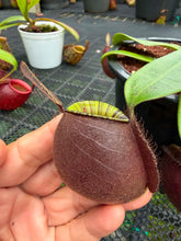 Load image into Gallery viewer, N. ampullaria - Specimen 34