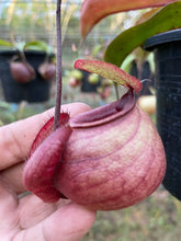 Load image into Gallery viewer, N.viking x (viking x ampullaria) - Specimen 1