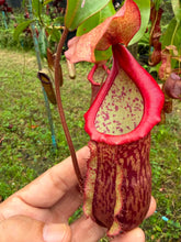 Load image into Gallery viewer, N.suratensis x (boschiana x veitchii)