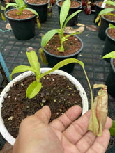 Load image into Gallery viewer, N.mirabilis var. 'Trang-Bizarre' x northiana