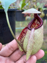 Load image into Gallery viewer, N.rafflesiana 'Nivea' x (viking x ampullaria) - Specimen 3