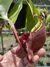 Load image into Gallery viewer, N. mirabilis 'Trang-Bizarre' x ampullaria 'Black Miracle' - Specimen 1