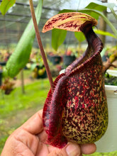 Load image into Gallery viewer, N.rafflesiana 'Tricolor'