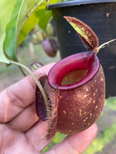 Load image into Gallery viewer, N. (viking x Hookeriana) x ampullaria - Specimen 2