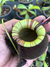Load image into Gallery viewer, N.(viking x ampullaria) x ampullaria 'Black Miracle'