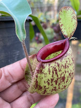 Load image into Gallery viewer, N. (viking x Hookeriana) x ampullaria - Specimen 1