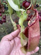 Load image into Gallery viewer, N.mirabilis var 'Trang-Bizarre' x northiana