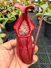 Load image into Gallery viewer, N.thorelii x veitchii