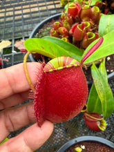 Load image into Gallery viewer, N. ampullaria 'Candy Stripes' - Specimen 2