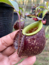 Load image into Gallery viewer, N. (viking x Hookeriana) x ampullaria - Specimen 6