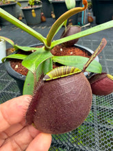 Load image into Gallery viewer, N. ampullaria - Specimen 34