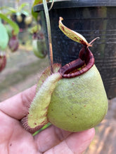 Load image into Gallery viewer, N.rafflesiana 'Nivea' x (viking x ampullaria) - Specimen 1