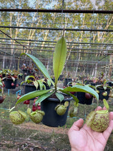 Load image into Gallery viewer, N. (viking x Hookeriana) x ampullaria - Specimen 4