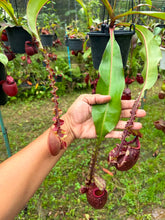 Load image into Gallery viewer, N. mirabilis var. 'Trang-Bizarre' x (viking x ampullaria)