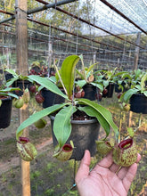 Load image into Gallery viewer, N. (viking x Hookeriana) x ampullaria - Specimen 1