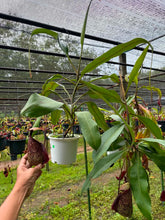Load image into Gallery viewer, N.rafflesiana 'Tricolor'