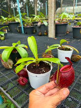 Load image into Gallery viewer, N.ampullaria x ((viking x ampullaria) x northiana) - Specimen 1