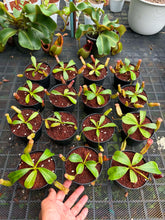 Load image into Gallery viewer, N.boschiana x veitchii - Wholesale Lot of 15