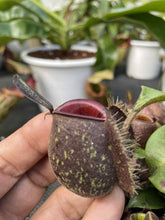 Load image into Gallery viewer, N. ampullaria 'Speckled' x ampullaria 'Black Miracle' - Specimen 1