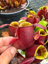 Load image into Gallery viewer, N. ampullaria 'Candy Stripes' - Specimen 1