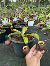 Load image into Gallery viewer, N.(viking x ampullaria) x ampullaria 'Black Miracle'