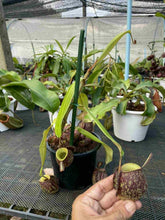 Load image into Gallery viewer, N. ampullaria 'Speckled' x ampullaria 'Black Miracle' - Specimen 2