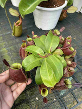 Load image into Gallery viewer, N. ampullaria 'Green' x ampullaria 'Black Miracle' - Specimen 2