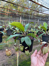 Load image into Gallery viewer, N.rafflesiana 'Nivea' x (viking x ampullaria) - Specimen 3