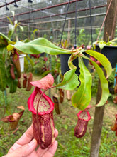 Load image into Gallery viewer, N.suratensis x (boschiana x veitchii)