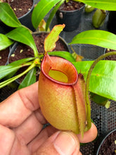 Load image into Gallery viewer, N.bicalcarata x ampullaria - Wholesale Lot of 15