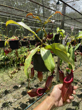 Load image into Gallery viewer, N.mirabilis x (maxima dark x (lowii x veitchii)) - Specimen 1