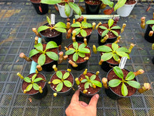 Load image into Gallery viewer, N.campanulata x (boschiana x veitchii) - Wholesale Lot of 10