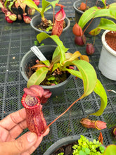 Load image into Gallery viewer, N.suratensis x (boschiana x veitchii)