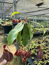 Load image into Gallery viewer, N. viking x ampullaria 'Black Miracle' - Specimen 1